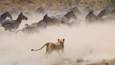 Safari in Kenya