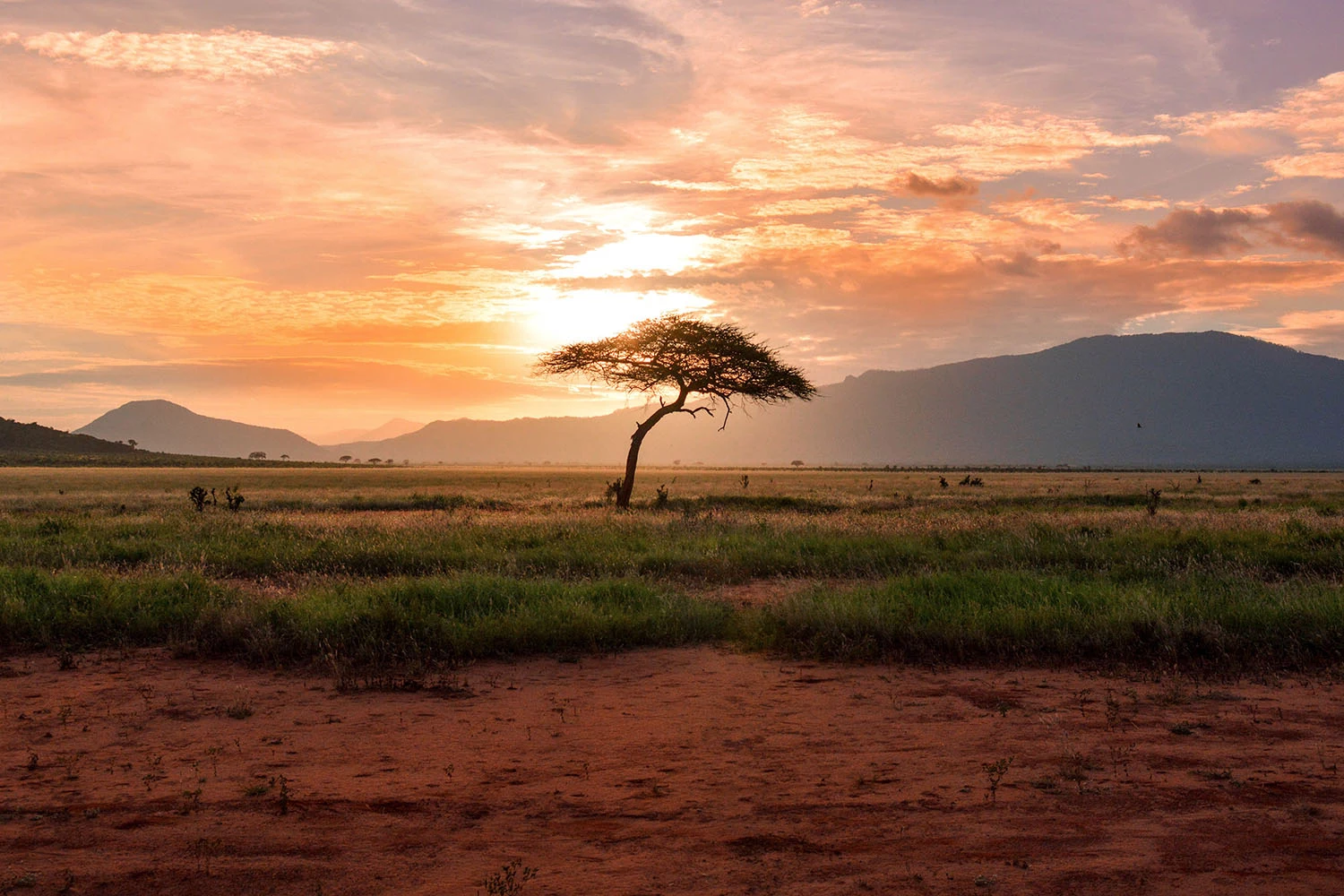 Safari in Kenya
