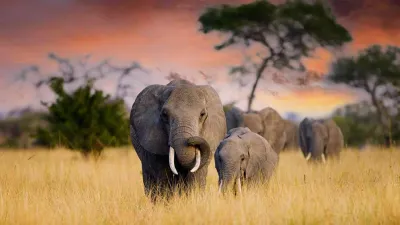 Elefanti nel Tarangire NP