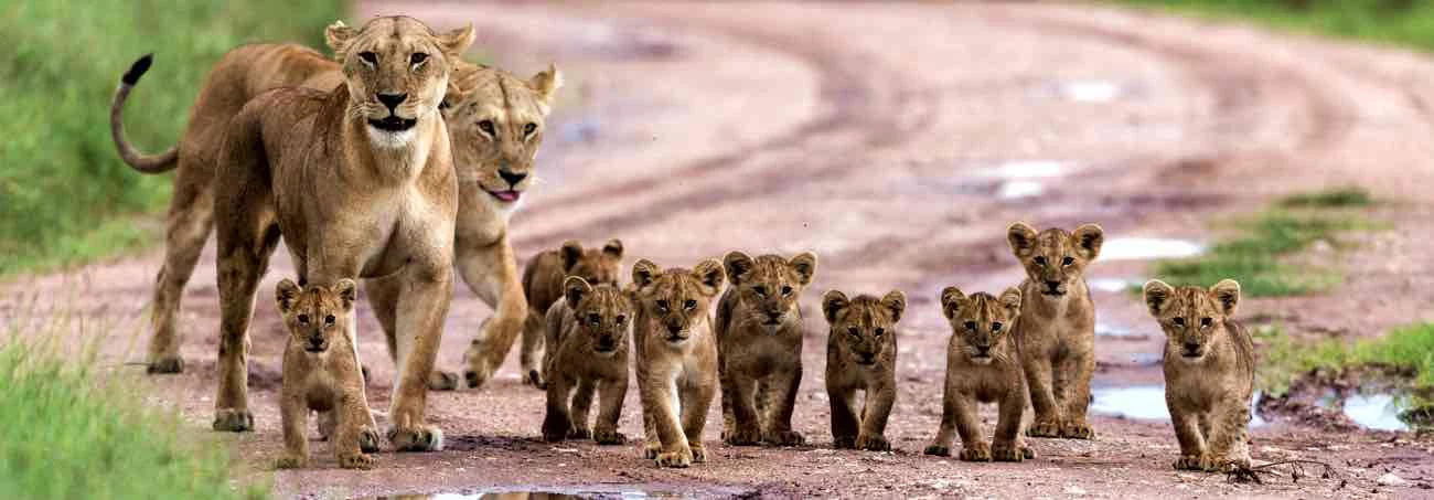 Leoni nel Serengeti