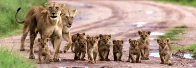 Leoni nel Serengeti